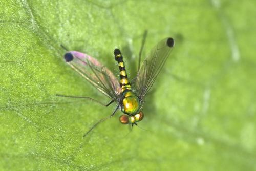 Réf. 316 466 : Sciapodinae inconnu