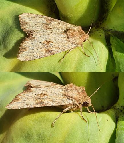 Réf. 316 151 : Apamea sublustris