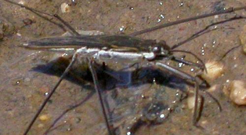 Aquarius paludum