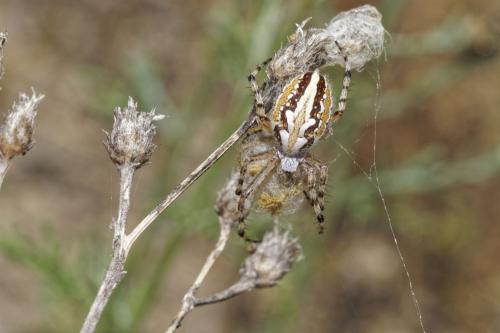 Réf. 316 198 : Aculepeira armida