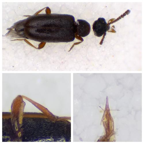 Vanonus brevicornis