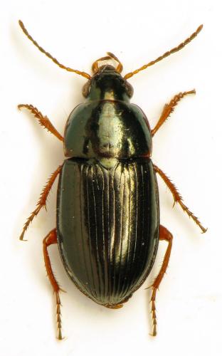 Amara anthobia