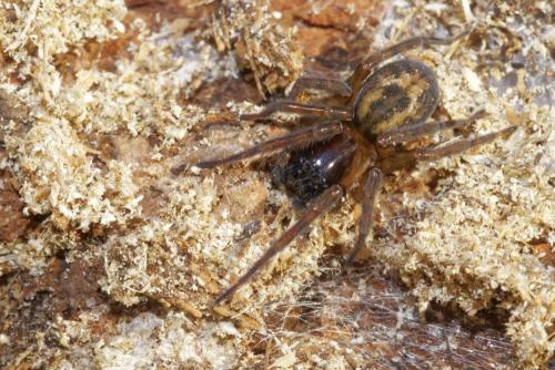 Amaurobius similis