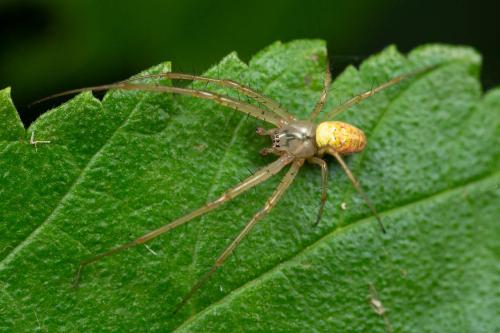 Metellina (mengei-segmentata)