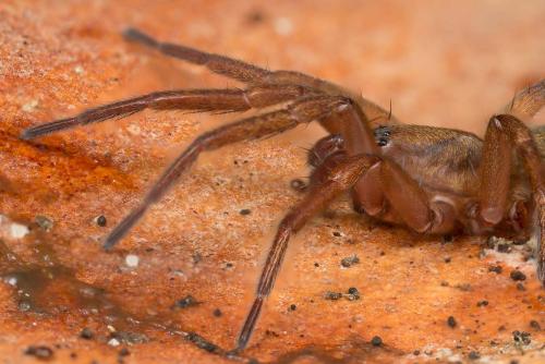 Réf. 316 260 : Agroeca sp.