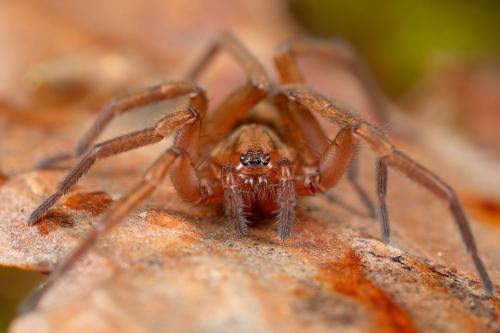 Réf. 316 261 : Agroeca sp.