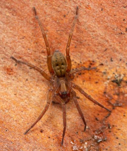 Réf. 316 259 : Agroeca sp.