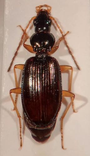Bembidion milleri