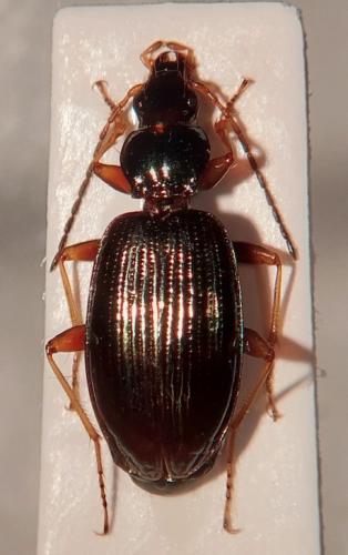 Réf. 316 705 : Bembidion stephensii