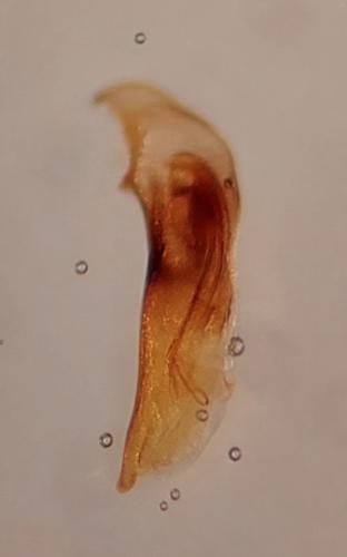Bembidion milleri