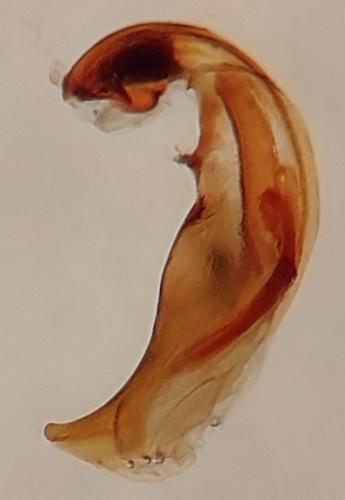 Réf. 316 706 : Bembidion stephensii