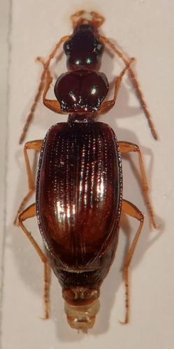 Bembidion milleri