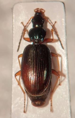 Réf. 316 707 : Bembidion stephensii