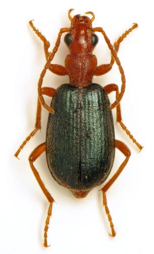 Brachinus variventris