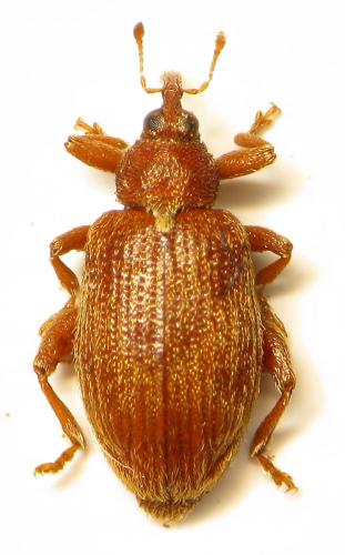 Réf. 316 482 : Orchestes testaceus