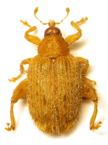 Réf. 316 483 : Orchestes quercus