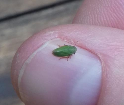 Tettigometra sp.