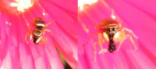 Heliophanus sp.