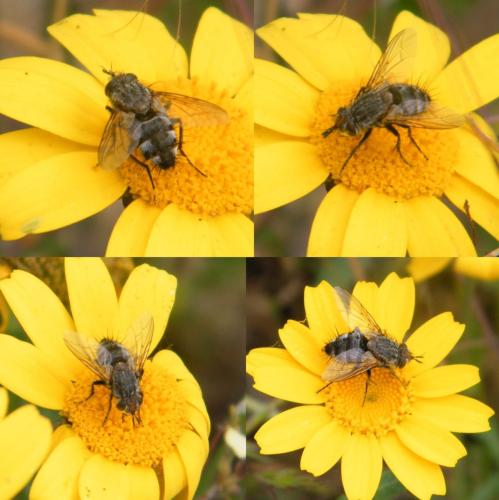 Exorista larvarum
