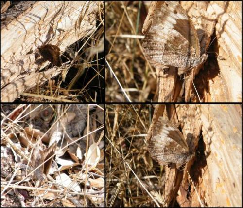 Réf. 316 135 : Hipparchia sp.