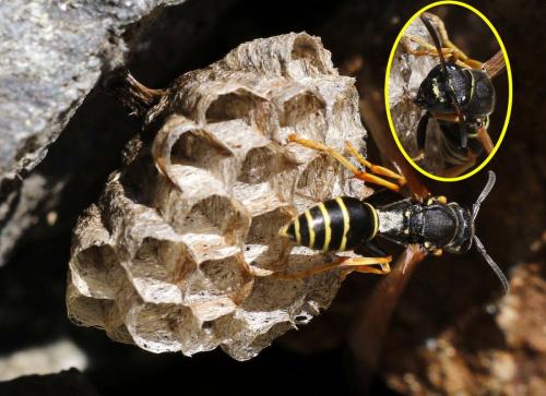 Réf. 316 451 : Polistes biglumis