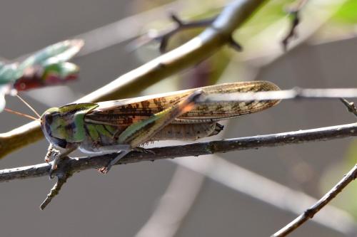 Réf. 316 254 : Locusta migratoria