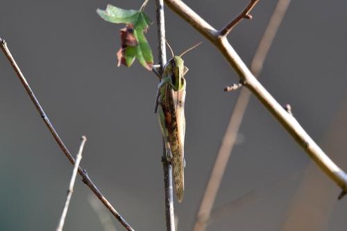 Réf. 316 255 : Locusta migratoria