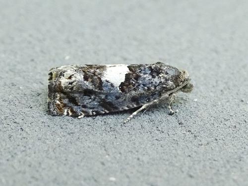 Epiblema cirsiana
