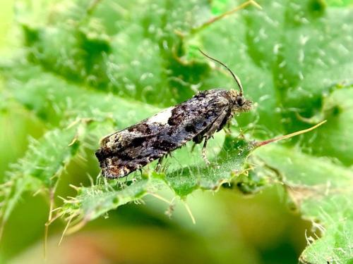 Epiblema cirsiana