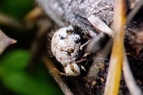 Sminthurus sp.