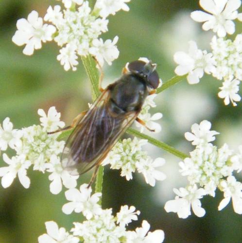 Cheilosia sp.