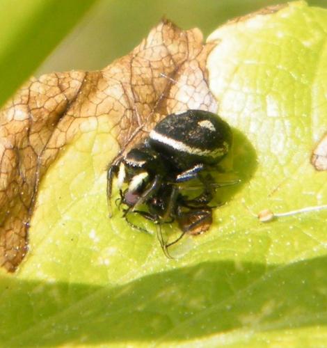Réf. 316 003 : Heliophanus apiatus