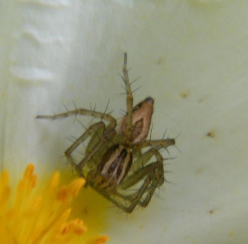 Oxyopes (lineatus-nigripalpis)