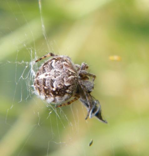 Agalenatea redii