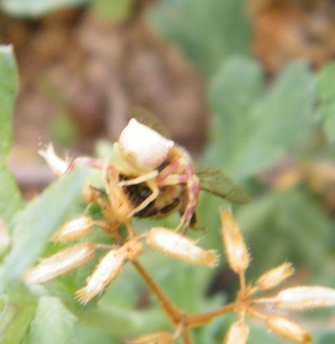 Thomisus onustus