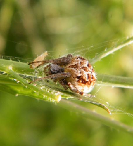 Agalenatea redii