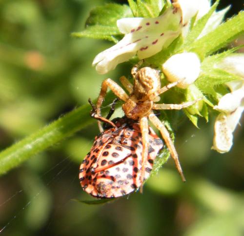 Réf. 316 058 : Xysticus lanio