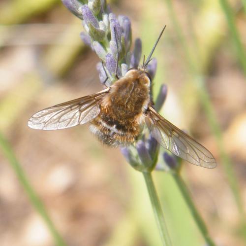 Réf. 316 995 : Bombylius cruciatus