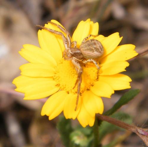Xysticus sp.