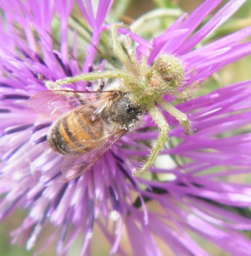 Heriaeus sp.