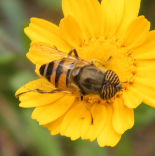 Réf. 316 602 : Eristalinus taeniops