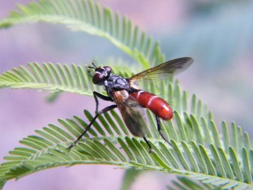 Réf. 316 631 : Cylindromyia bicolor