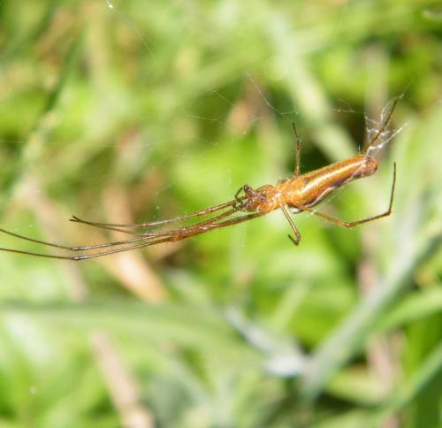 Réf. 316 101 : Tetragnatha sp.