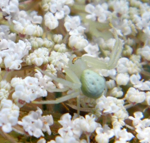 Misumena vatia