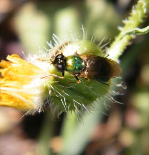 Chloromyia formosa