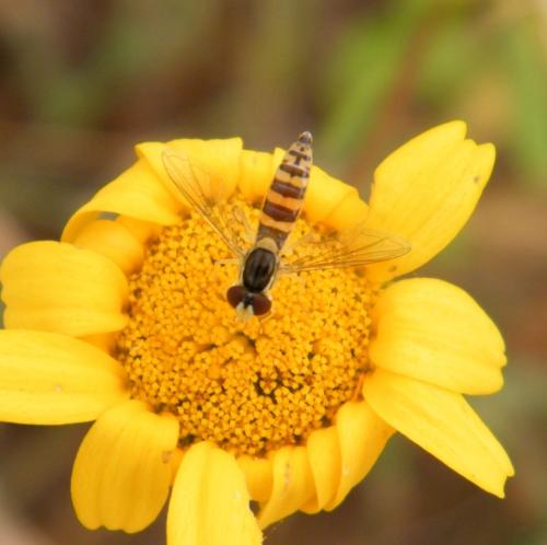 Sphaerophoria sp.