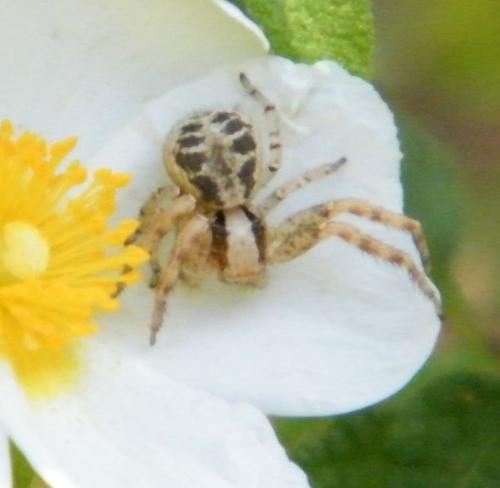 Réf. 316 383 : Xysticus lanio