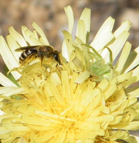Heriaeus sp.