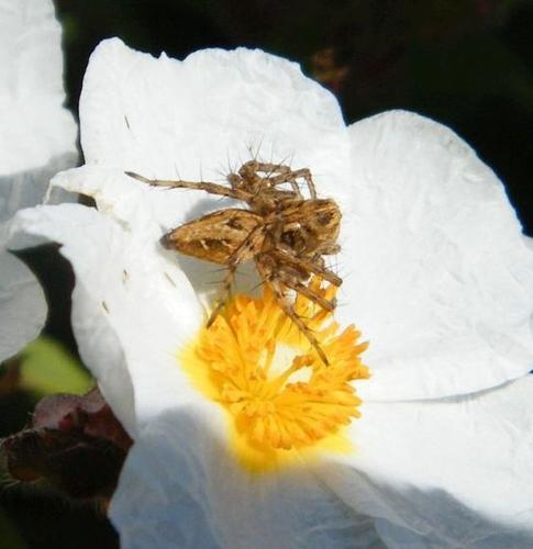Réf. 316 290 : Oxyopes (heterophthalmus-ramosus)