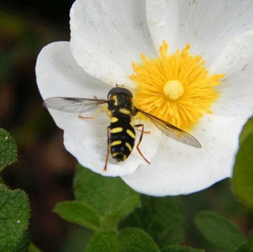 Philhelius sp.